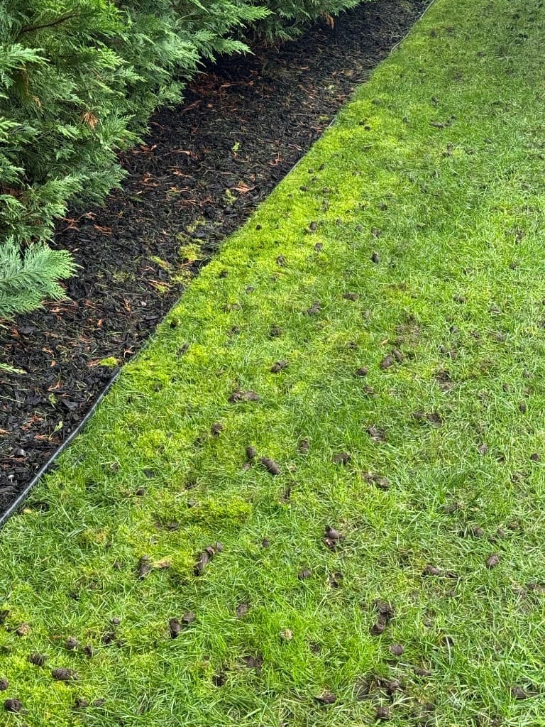Core aeration plugs on lawn next to clean mulch bed
