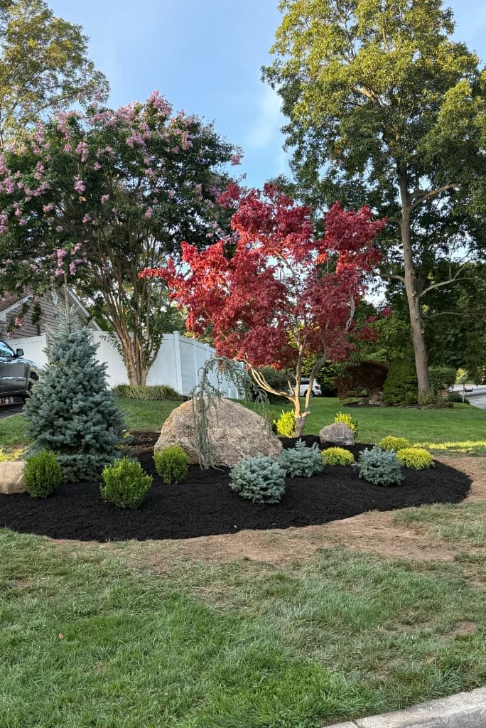 Landscaped bed with Japanese maple, blue spruce, and dark mulch