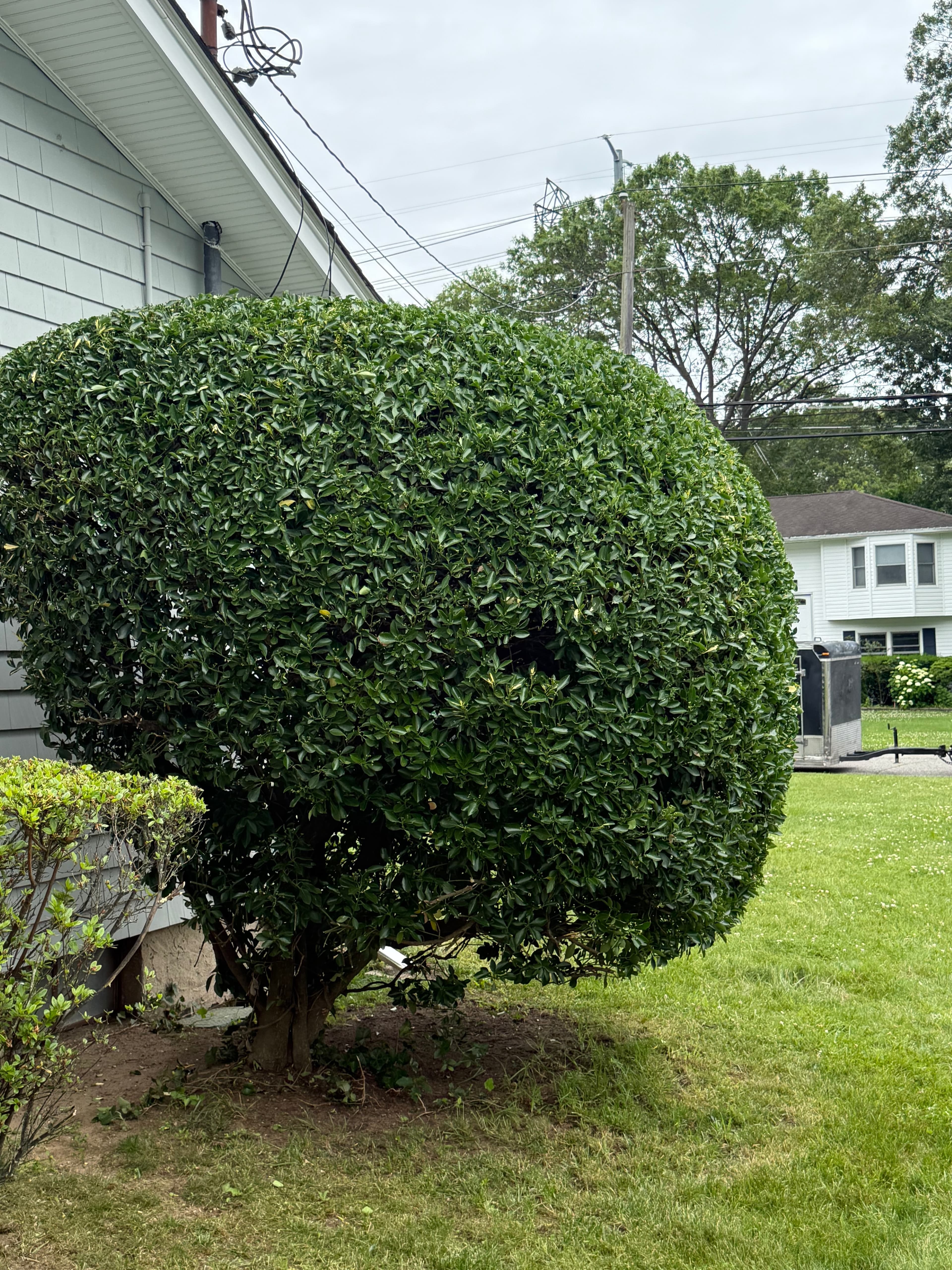Trimmed magnolia shrub